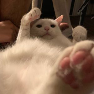 Meet your Posher, Miya